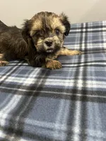 Cupid, a male Shorkie for sale in Princeton, KY – Photo 1 of 4