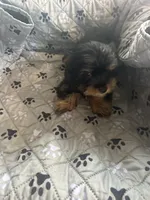 Jumba, a male Yorkshire Terrier for sale in Princeton, KY – 2 of 10