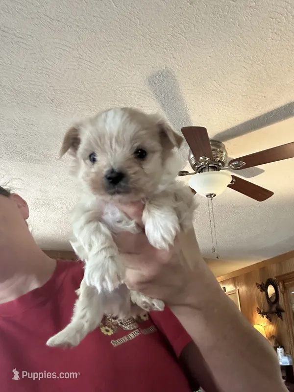 Diego – Yorkshire Terrier puppy for sale in Princeton, KY