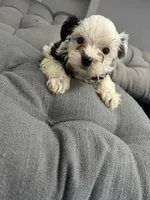 Olaf, a male Yorkshire Terrier for sale in Princeton, KY – 3 of 10