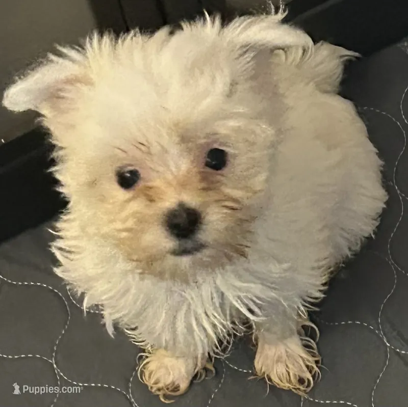 Roshan  – Yorkshire Terrier puppy for sale in Princeton, KY