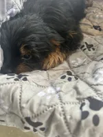 Jumba, a male Yorkshire Terrier for sale in Princeton, KY – 8 of 10