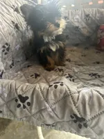 Stitch, a male Yorkshire Terrier for sale in Princeton, KY – 5 of 10
