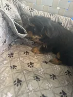 Jumba, a male Yorkshire Terrier for sale in Princeton, KY – 7 of 10