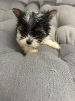 Sven, a male Yorkshire Terrier for sale in Princeton, KY – 9 of 10