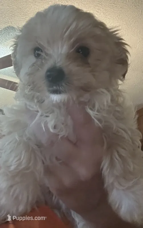 Diego – Yorkshire Terrier puppy for sale in Princeton, KY