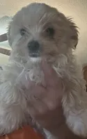 Diego, a male Yorkshire Terrier for sale in Princeton, KY – 1 of 4