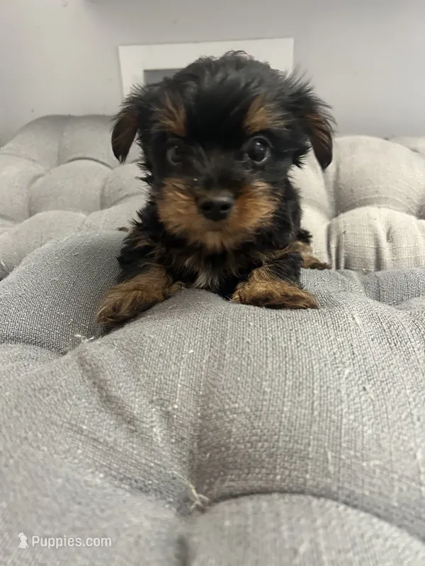 Jumba  – Yorkshire Terrier puppy for sale in Princeton, KY