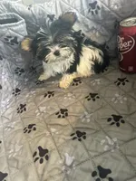 Sven, a male Yorkshire Terrier for sale in Princeton, KY – 8 of 10