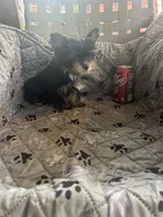 Stitch, a male Yorkshire Terrier for sale in Princeton, KY – 6 of 10