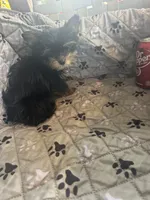 Stitch, a male Yorkshire Terrier for sale in Princeton, KY – 7 of 10