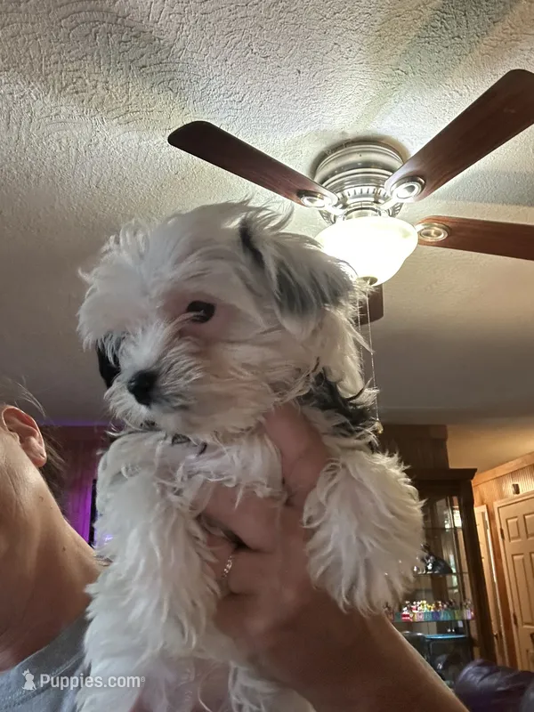 Olaf – Yorkshire Terrier puppy for sale in Princeton, KY