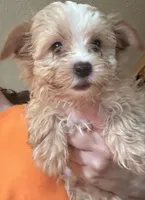 Manfred, a male Yorkshire Terrier for sale in Princeton, KY – 2 of 4