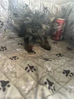 Ana, a female Yorkshire Terrier for sale in Princeton, KY – 6 of 10