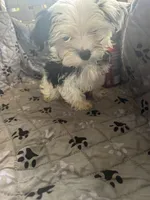 Olaf, a male Yorkshire Terrier for sale in Princeton, KY – 3 of 10