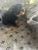 Jumba, a male Yorkshire Terrier for sale in Princeton, KY – 9 of 10