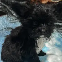 Flower, a female Yorkshire Terrier for sale in Princeton, KY – Photo 3 of 4