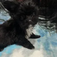 Flower, a female Yorkshire Terrier for sale in Princeton, KY – Photo 4 of 4