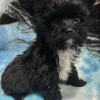 Flower, a female Yorkshire Terrier for sale in Princeton, KY – Photo 2 of 4