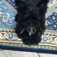 Flower, a female Yorkshire Terrier for sale in Princeton, KY – Photo 1 of 4