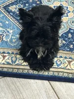 processed/eba61d9b-cc61-4ab8-a0a8-7e4f8f3f8228/listing/61559ed6-c7a9-4fed-981c-8ecc4e88faae/fa3c281b-fe7f-480f-a081-75b0bb0f64eb