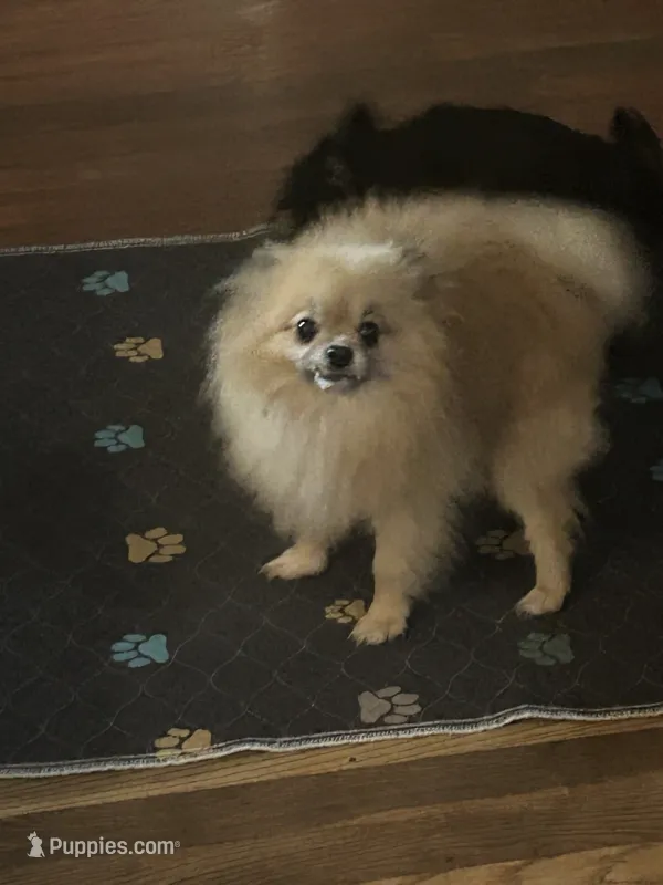 Scooby – Pomeranian puppy for sale in Princeton, KY