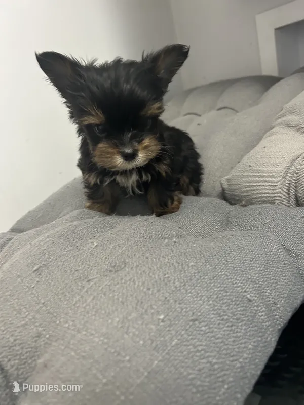 Stitch – Yorkshire Terrier puppy for sale in Princeton, KY