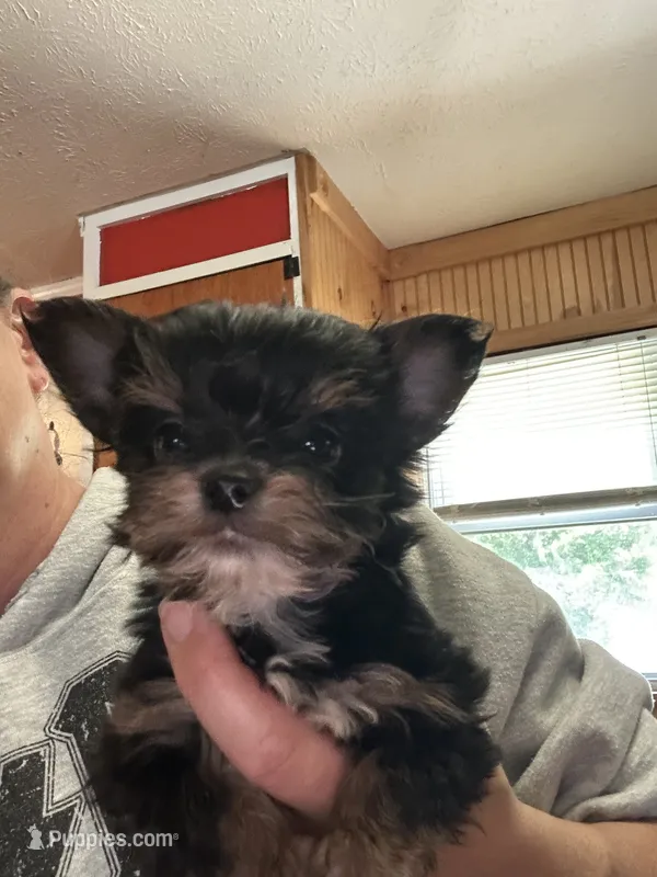 Stitch – Yorkshire Terrier puppy for sale in Princeton, KY