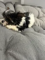 Sven, a male Yorkshire Terrier for sale in Princeton, KY – 8 of 10