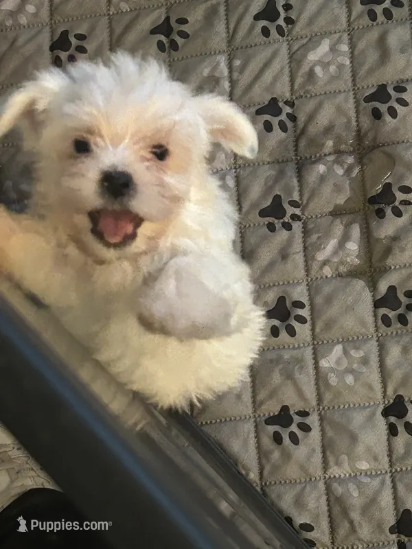 Loner – Yorkshire Terrier puppy for sale in Princeton, KY