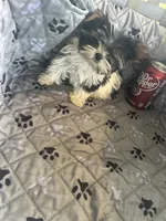 Sven, a male Yorkshire Terrier for sale in Princeton, KY – 3 of 10