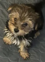 Sid, a male Yorkshire Terrier for sale in Princeton, KY – 2 of 4