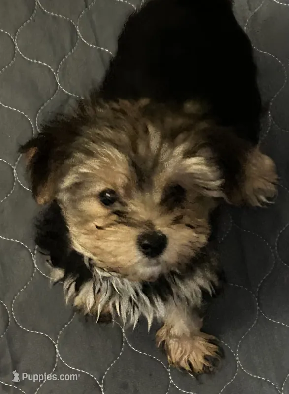 Sid – Yorkshire Terrier puppy for sale in Princeton, KY