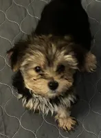 Sid, a male Yorkshire Terrier for sale in Princeton, KY – 1 of 4