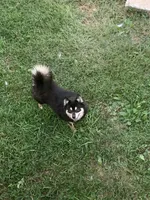 Cher, a female Pomsky for sale in Princeton, KY – 2 of 2