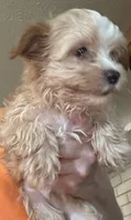 Manfred, a male Yorkshire Terrier for sale in Princeton, KY – 4 of 4