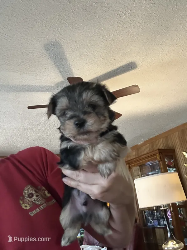 Sid – Yorkshire Terrier puppy for sale in Princeton, KY
