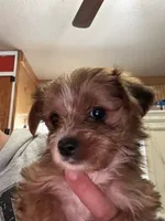 Lilo, a female Yorkshire Terrier for sale in Princeton, KY – 2 of 7