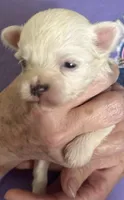 Roshan , a female Yorkshire Terrier for sale in Princeton, KY – 2 of 4