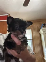 Stitch, a male Yorkshire Terrier for sale in Princeton, KY – 4 of 4