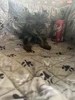 Ana, a female Yorkshire Terrier for sale in Princeton, KY – 2 of 10