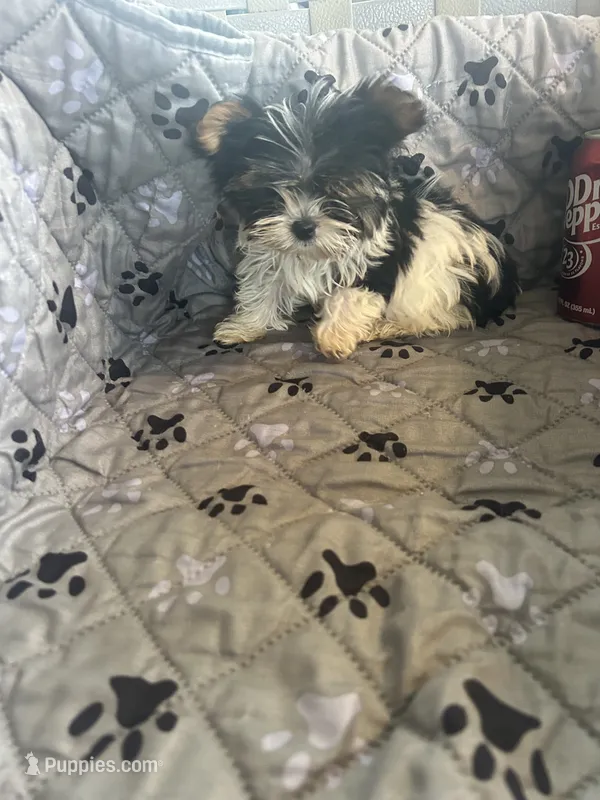 Sven – Yorkshire Terrier puppy for sale in Princeton, KY