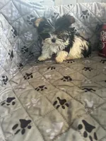 Sven, a male Yorkshire Terrier for sale in Princeton, KY – 1 of 10