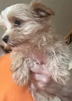 Manfred, a male Yorkshire Terrier for sale in Princeton, KY – 3 of 4