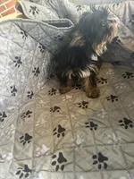 Stitch, a male Yorkshire Terrier for sale in Princeton, KY – 2 of 10