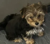 Sid, a male Yorkshire Terrier for sale in Princeton, KY – 3 of 4