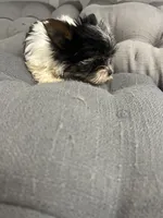 Sven, a male Yorkshire Terrier for sale in Princeton, KY – 3 of 10