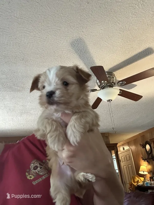 Manfred – Yorkshire Terrier puppy for sale in Princeton, KY