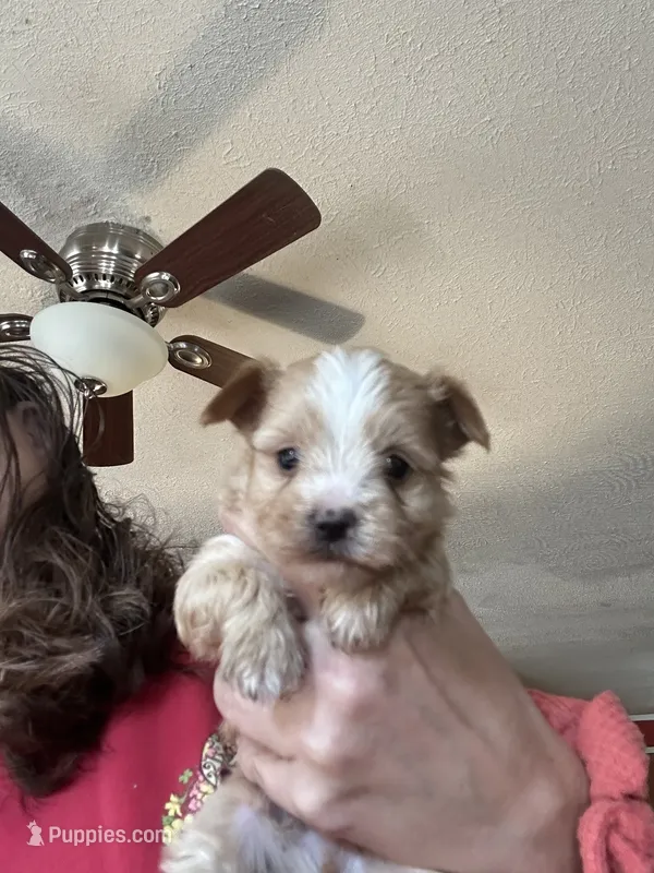 Manfred – Yorkshire Terrier puppy for sale in Princeton, KY