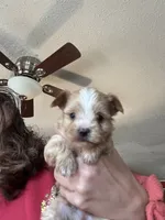 Manfred, a male Yorkshire Terrier for sale in Princeton, KY – 1 of 2